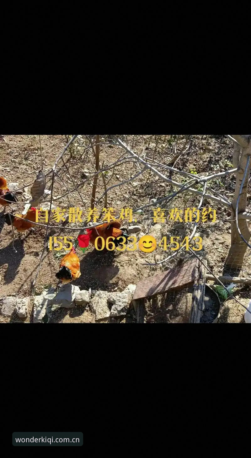 奇异果使用教程哪个好 奇异果体育使用教程必备知识:从基础操作到高阶技巧全解析